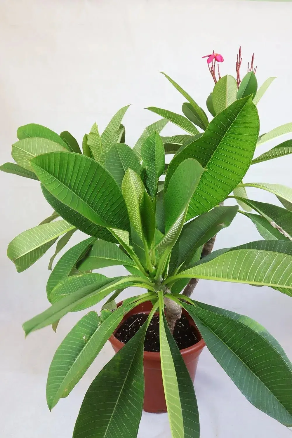 Frangipani Red