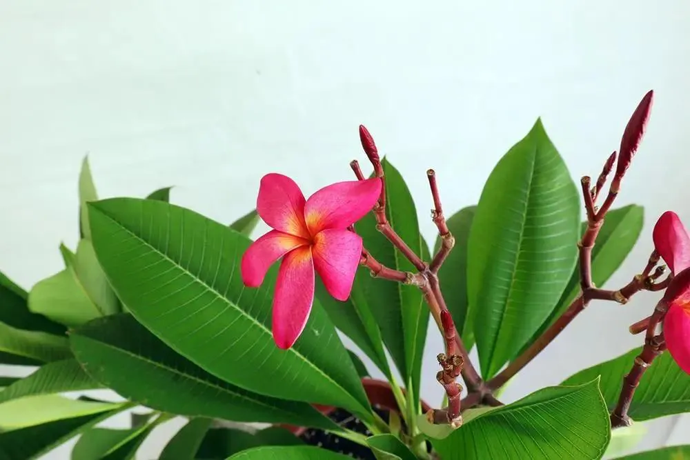 Frangipani Red