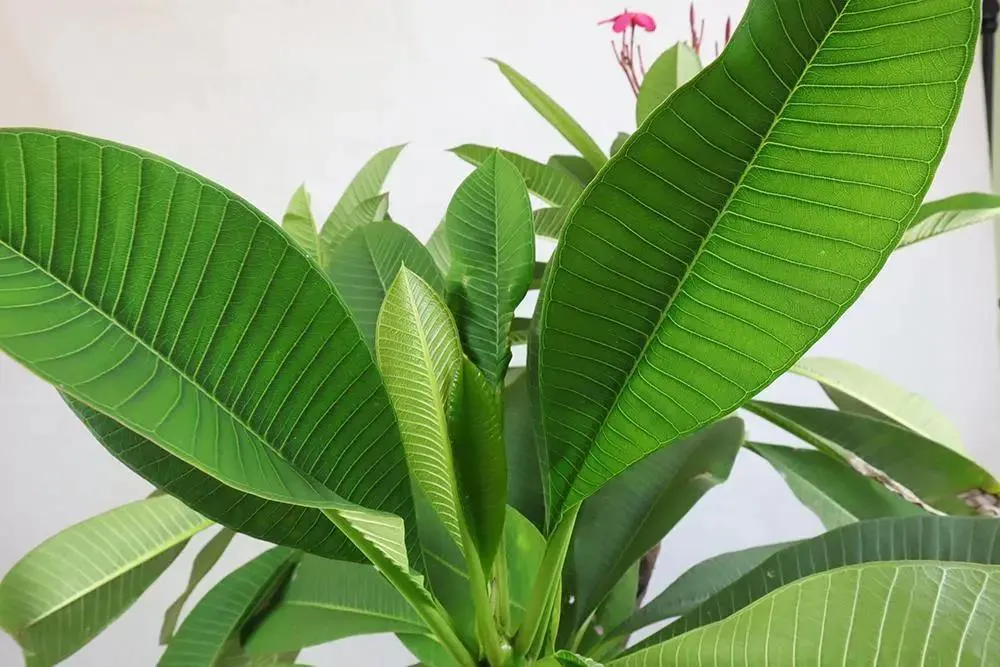 Frangipani Red