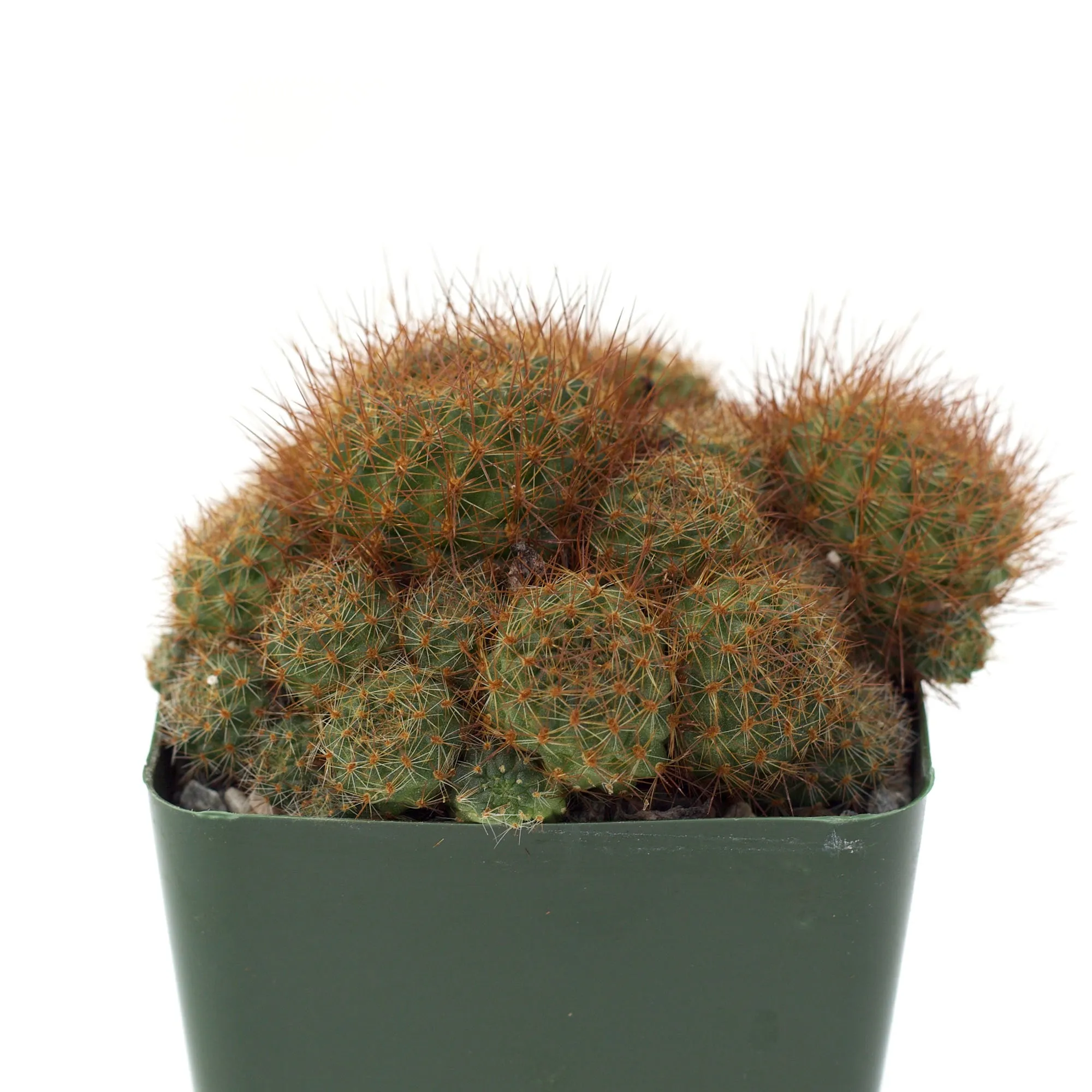 Rebutia fiebrigii var. donaldiana 'Donald's Red Crown'